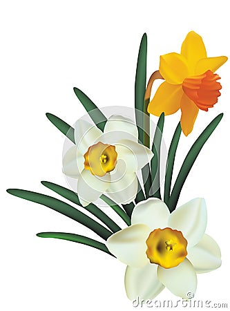 Narcissus Vector Illustration