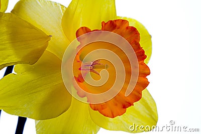 Narcissus Stock Photo