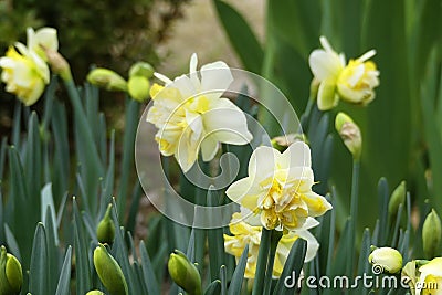 Narcissus Amaryllidaceae `Dick Wilden` variety . Stock Photo