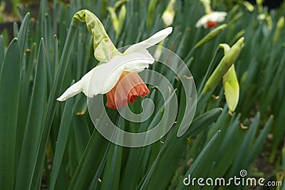 Narcissus Amaryllidaceae `pink charm` variety. Stock Photo