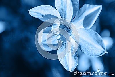 Narcissus blossom flower colored in trendy color of year 2020 Classic Blue. Bright Macro using color 19-4052. Inspirational Stock Photo
