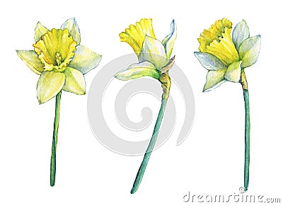 Narcissus common names daffodil, flowering plant with yellow flowers. Stock Photo