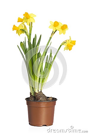Narcissus (Daffodil) Stock Photo