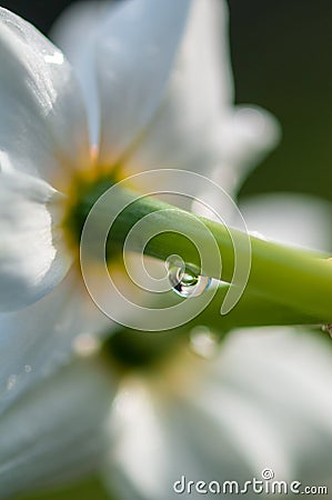 Narcissus daffodil blured white flower on sunshine photographed from behind. rain drops on the green stalk of the plant Stock Photo