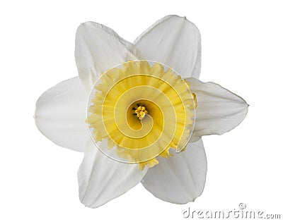 Narcissus, daffodil, jonquil isolated on white background Stock Photo
