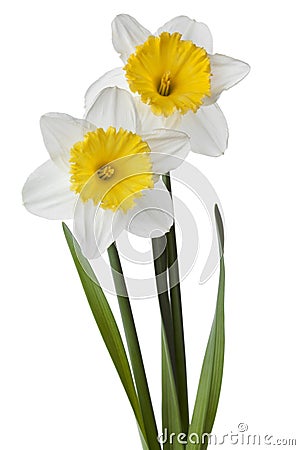 Narcissus, daffodil, jonquil isolated on white background Stock Photo