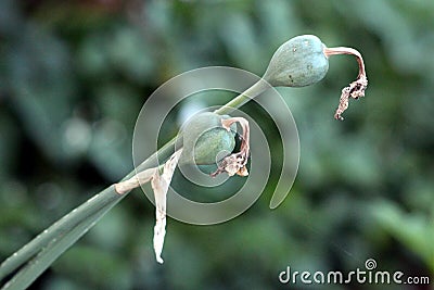 Narcissus or Daffodil perennial herbaceous bulbiferous geophytes flowering plants with dried shriveled fallen off petals on dark Stock Photo