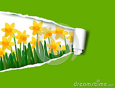 Narcissus and daffodil spring flower background Vector Illustration