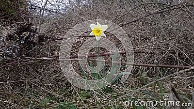 Narcissus (Daffodil) surrounded by Brambles. Diamond in the Rough Stock Photo