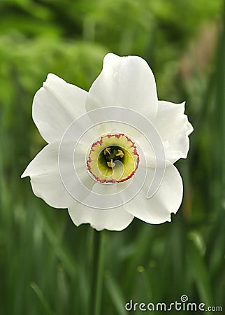 Narcissus Flower Stock Photo