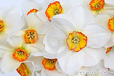 Narcissus Flower Beauty Stock Photo