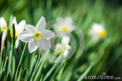 Narcissus flower. Narcissus daffodil flowers and leaves background. Stock Photo