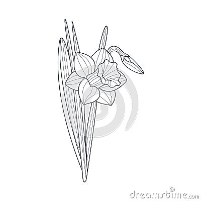 Narcissus Flower Monochrome Drawing For Coloring Book Vector Illustration