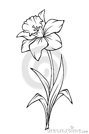 Narcissus flower. Vector line art illustration. Vector Illustration