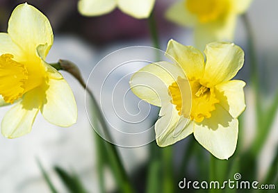 Narcissus flower at the very beginning of spring Stock Photo