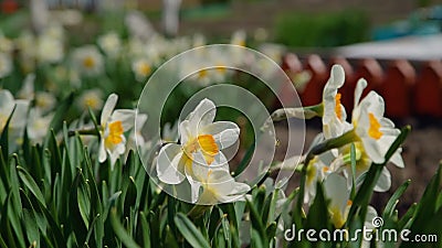 Daffodil grocer