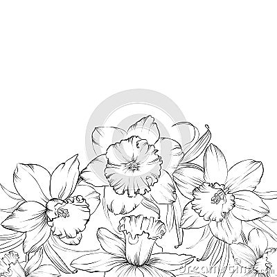 Narcissus flowers isolated on white background Vector Illustration