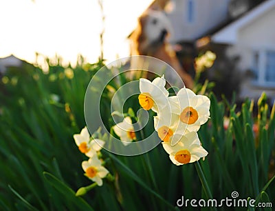 narcissus flowers in winter japan Stock Photo