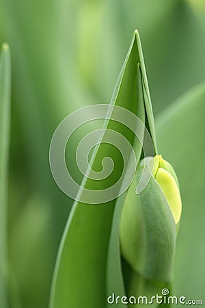 Narcissus freshman Yellow daffodils Stock Photo