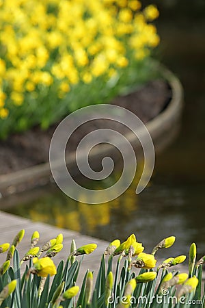 Narcissus freshman Yellow daffodils Stock Photo