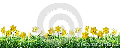 Narcissus in green grass. Spring border. Stock Photo