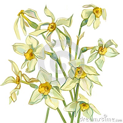 Narcissus. Hand-drawn flowers with paints. Freehand drawing with watercolor Stock Photo