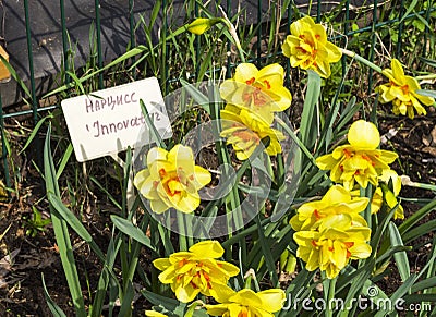 Narcissus of the Innovator species Stock Photo