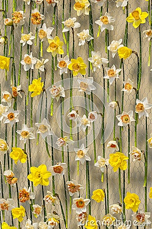 Narcissus on metal net Stock Photo