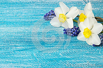 Narcissus and muscary hyacinths over on blue background. Stock Photo