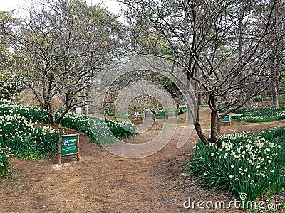 Narcissus, plum and cherry blossoms in Hallim park on Jeju-do Editorial Stock Photo
