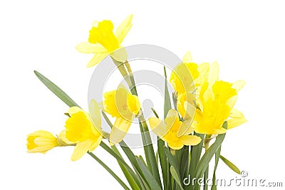 Narcissus pseudonarcissus Stock Photo