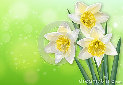 Narcissus spring flowers Vector realistic. Delicate flowers bouquet illustrations Vector Illustration