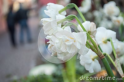 Narcissus in the street in the typical alsatian villa Stock Photo