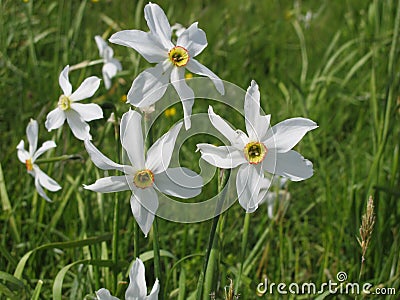 Narcissus Stock Photo