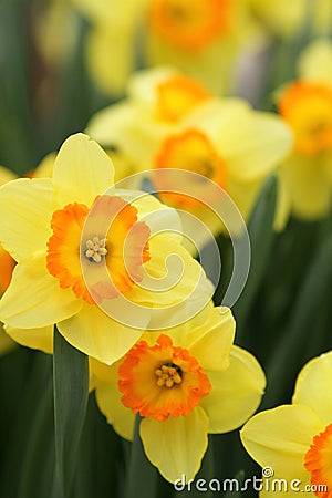 Narcissus Yellow daffodils Stock Photo