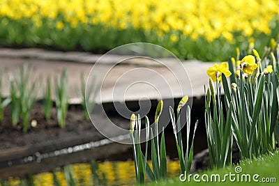 Narcissus Yellow daffodils Stock Photo
