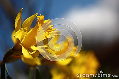 Narcissuses against the background of the sky. Stock Photo