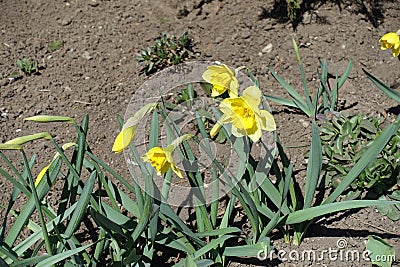 Narcissuses with buds and three yellow flowers Stock Photo