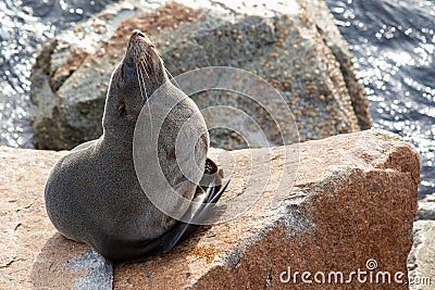 Narooma Seal Stock Photo