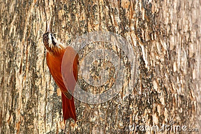 Narrow-billed woodcreeper, Lepidocolaptes angustirostris, wild bird in the forest habitat. Wildlife scene from nature, Costa Rica. Stock Photo