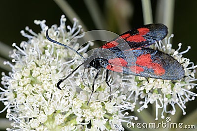 Narrow-bordered five-spot burnet moth Stock Photo