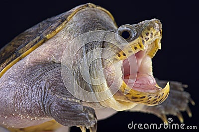 Narrow-bridged musk turtle (Claudius angustatus) Stock Photo