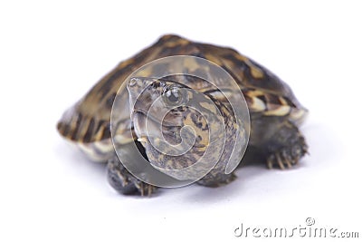 Narrow-bridged musk turtle,Staurotypus triporcatus Stock Photo