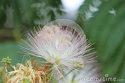 Narrow DOF silk tree flower Stock Photo