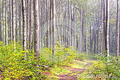 Narrow footpath in the misty beech forest. Mystical autumn mood Stock Photo