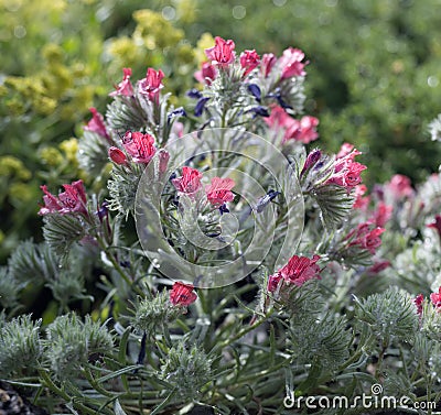 Narrow-leaved bugloss Echium angustifolium, reddish flowers Stock Photo