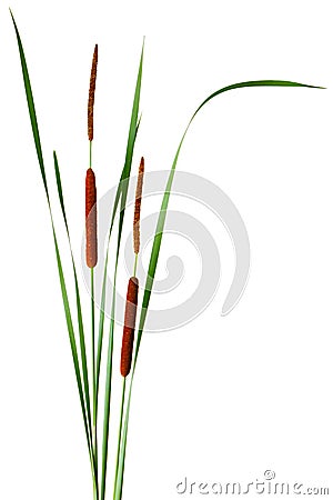 Narrow-leaved Cattail Stock Photo