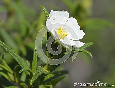 Narrow-leaved Cistus Stock Photo