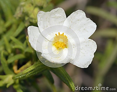 Narrow-leaved Cistus Stock Photo