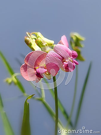 Narrow-leaved everlasting pea (Lathyrus sylvestris) Stock Photo